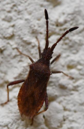Coriomeris affinis